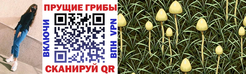 купить наркоту  Дудинка  Галлюциногенные грибы GOLDEN TEACHER 